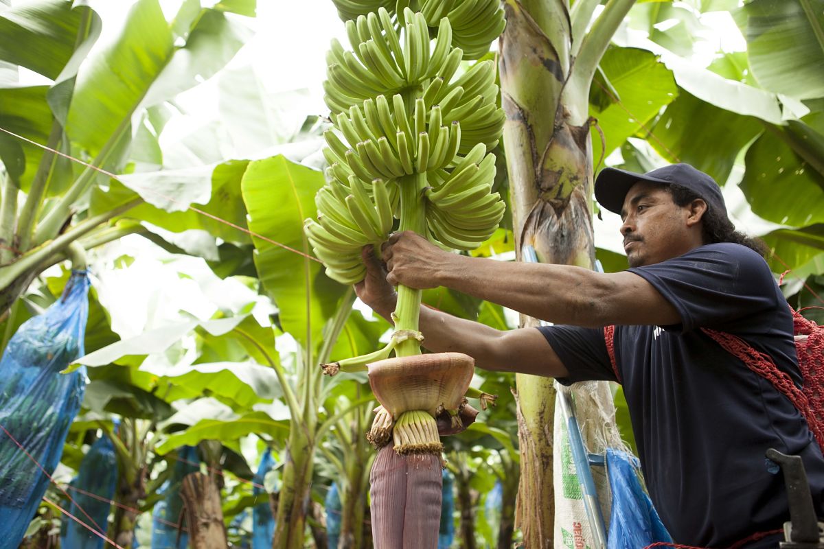 Chiquita Bananenfarm 